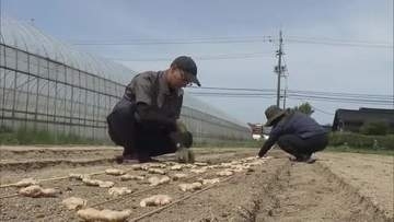 中東情勢の波紋…農家も困惑「予約すらできない」ビニールや包装資材など手に入らず　特産ショウガに影響