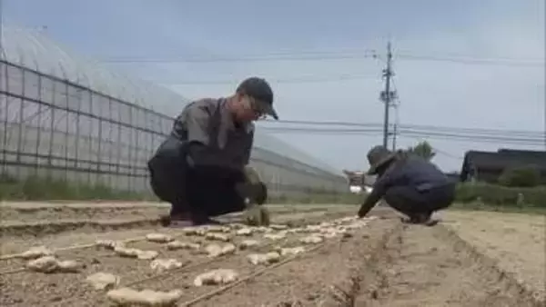 中東情勢の波紋…農家も困惑「予約すらできない」ビニールや包装資材など手に入らず　特産ショウガに影響