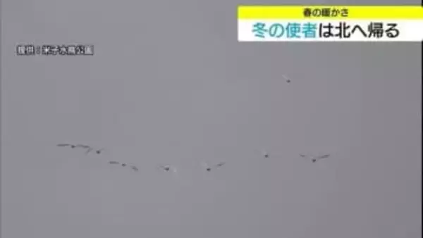 春の暖かさに誘われ！？コハクチョウ北帰行　一方で8日（日）は強烈な“寒の戻り”警報級大雪の恐れ　鳥取