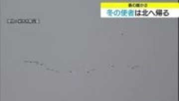 春の暖かさに誘われ！？コハクチョウ北帰行　一方で8日（日）は強烈な“寒の戻り”警報級大雪の恐れ　鳥取