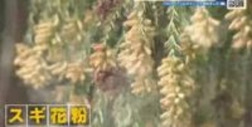 花粉飛散は今週末がピークか？　雨上がり翌日は多く飛ぶ　メガネの着用など万全の対策を