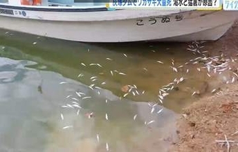 渇水と猛暑が原因か　灰塚ダムでワカサギが大量死　約5000匹を回収　広島・三次市