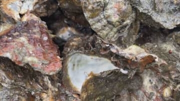 事業者への影響は約300億円規模か カキ生産量日本一・広島で相次ぐ大量死受け民間調査会社が見通し公表