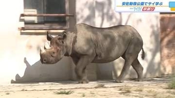 開園前から長い列　絶滅危惧のサイについて学ぶイベント　オリジナル缶バッジ配布も　安佐動物公園　広島