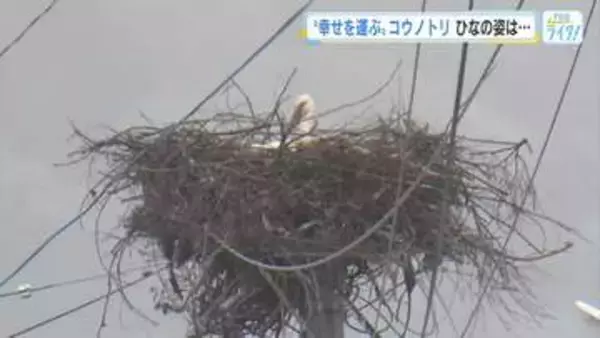 国の天然記念物「コウノトリ」今年も"幸せを運び"飛来　巣ではヒナの誕生も確認　広島・世羅町