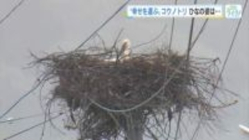 国の天然記念物「コウノトリ」今年も"幸せを運び"飛来　巣ではヒナの誕生も確認　広島・世羅町