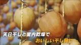 「干し柿作りピーク　太陽の日差しを受けた吊るし柿は、まるでオレンジ色のカーテン　12月から販売　尾道市」の画像1