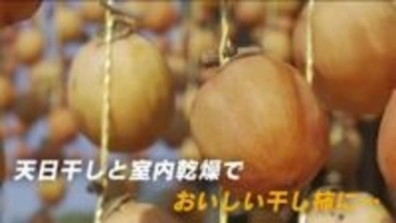 干し柿作りピーク　太陽の日差しを受けた吊るし柿は、まるでオレンジ色のカーテン　12月から販売　尾道市