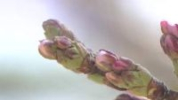 広島のサクラ、開花発表は？　気象台職員が3回目の観測するもおあずけに　開花予想は21日ごろ