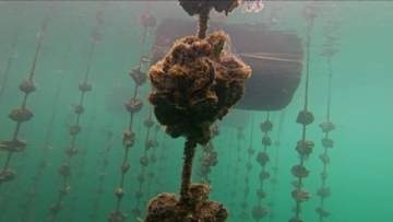 広島湾北中部に初の『厳戒』アラート　カキの大量死リスク高まる　平均海水温２５℃、酸素濃度も低下