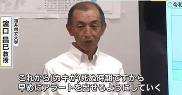【養殖カキの大量死問題】梅雨時期に雨が少なかったことや、高水温、高塩分など複合的なストレスが要因か…
