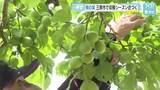 「１０００本の梅の木に大きな実が…　成長早く「梅もぎ体験」前倒し３０日からスタート　広島・三原市」の画像1