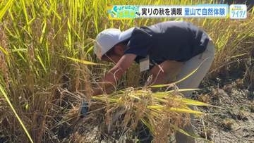 秋の里山を楽しむ！　水辺の観察・伝承料理「田舎寿司」作り・稲穂の天日干しに挑戦　広島・安芸太田町
