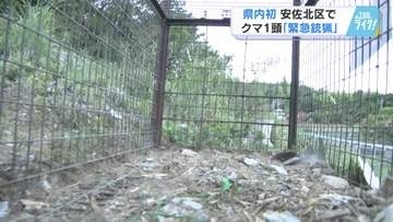 クマ緊急銃猟で駆除　広島県内では初めて　箱わなで捕獲され「動物と人間の共存の難しさを感じた」