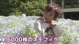 「広島市植物公園「みどりの日」入園無料で賑わう！ 約6000株のネモフィラや早咲きのバラなどが見ごろ！」の画像1