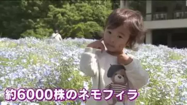 広島市植物公園「みどりの日」入園無料で賑わう！ 約6000株のネモフィラや早咲きのバラなどが見ごろ！