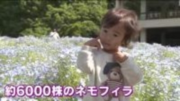 広島市植物公園「みどりの日」入園無料で賑わう！ 約6000株のネモフィラや早咲きのバラなどが見ごろ！