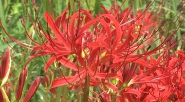 秋の訪れを告げる『ヒガンバナ』が見ごろ！「彼岸を待ったように…。暑くても咲くんじゃね」広島・三次市