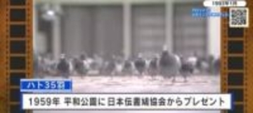 【広島あの日のきょう】平和のシンボル“ハト”のフン公害が深刻化　広島市が対策に乗り出す（1993年）