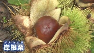 甘みは十分！　高級ブランド栗「岸根栗（がんねぐり）」の収穫最盛期　山口県・岩国市