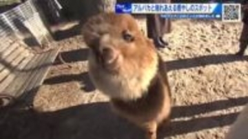 アルパカと触れあえる！ 学校跡地が『親子で楽しめる癒やしのスポット』に！ ペットパークとよひら　広島