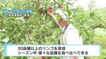 旬の味覚を食べ比べ　観光農園でリンゴ狩り　今年は品質が良くおいしい！　広島・三次市