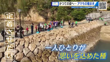 魚が棲むアマモの森を再び大崎上島の海に「ひろしま海の森づくりプロジェクト」　ＳＴＵ４８も種まきに参加