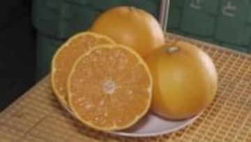 かんきつの女王『せとか』出荷ピーク「とろけるような食感」1個1000円超のものも　広島・尾道市