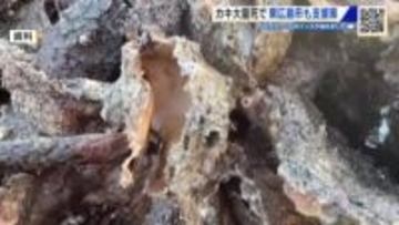 東広島市 カキ大量死で養殖業者に約３０００万円規模の財政支援へ　CFで目標１０００万円の独自支援も