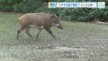 ウサギの島・大久野島に異変！？ウサギがイノシシに襲われる　なぜ？島にイノシシが…【広島発】