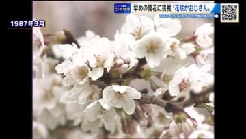 ひと足早い「サクラの開花」に挑戦！　令和の『花咲かおじさん』をツイセキ！　広島市植物公園