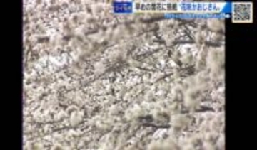 ひと足早い「サクラの開花」に挑戦！　令和の『花咲かおじさん』をツイセキ！　広島市植物公園