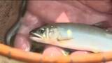 「県内トップでアユの友釣り解禁　水量少なく例年よりやや小ぶりサイズも数に期待　広島・三次市」の画像1