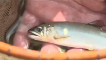 県内トップでアユの友釣り解禁　水量少なく例年よりやや小ぶりサイズも数に期待　広島・三次市