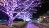 「「桜じゃん！ビューティフル」おのみち冬桜イルミネーション　ピンクの電球が桜の木を彩る　広島・尾道市」の画像1