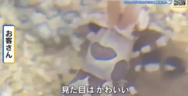 背中にハート模様のあるフリソデエビが人気！  バレンタインデーにちなみ特別展示　広島もとまち水族館