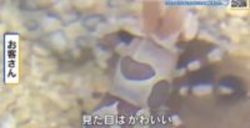 背中にハート模様のあるフリソデエビが人気！  バレンタインデーにちなみ特別展示　広島もとまち水族館