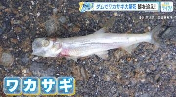 ダムで『ワカサギの死骸』発見！その数、なんと１万匹！本来いないはずの魚… 実態を野川アナが調査！広島