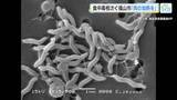 「「肉の十分な加熱と調理器具の洗浄をしっかりと」食中毒相次ぐ福山市で保健所職員らが予防を呼び掛け　広島」の画像1