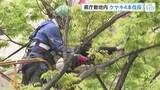 「広島県庁の敷地内のケヤキ４本　倒木の可能性があると判断され伐採」の画像1