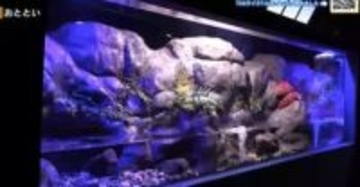 「シン・マリホ水族館」の物語が始まる　オープンまで１週間　準備に奮闘するスタッフに密着　広島