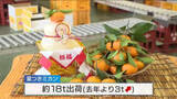 「正月の縁起物『葉つきミカン』出荷始まる　すべて手作業で箱詰め「天候にも恵まれ玉太りも良い」広島・呉市」の画像1
