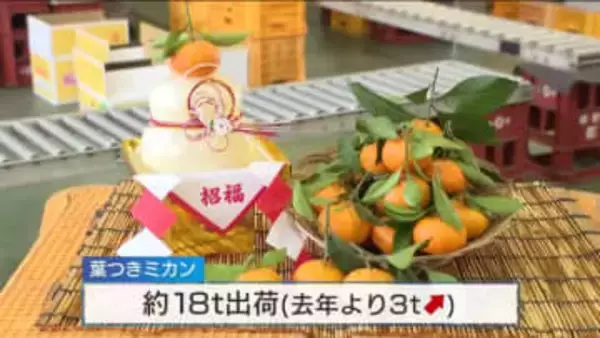 正月の縁起物『葉つきミカン』出荷始まる　すべて手作業で箱詰め「天候にも恵まれ玉太りも良い」広島・呉市