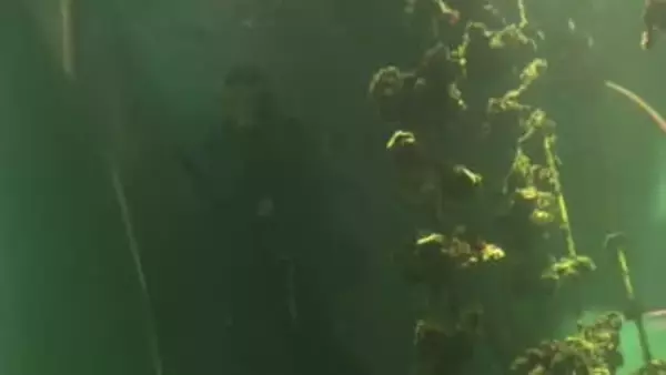 深さ約６ｍの「カキいかだ水槽」をきれいに！年末の大掃除の様子を入館者に公開  広島・宮島水族館