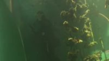 深さ約６ｍの「カキいかだ水槽」をきれいに！年末の大掃除の様子を入館者に公開  広島・宮島水族館