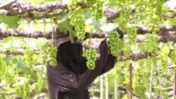 "黒い真珠" 三次ピオーネの「摘粒」作業ピーク　７月上旬から出荷を予定　４６０トンの収穫見込む　広島