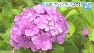 呉市の「アジサイロード」　色鮮やか１０００株のアジサイが見ごろ　ひと雨ごとに美しさ増す　広島