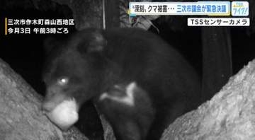 深刻　クマ連日出没　１軒の農園だけでナシ５０００個以上被害か…対策強化求め緊急決議　広島・三次市議会