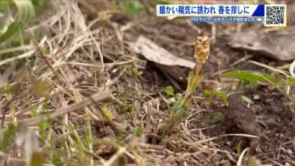 広島にも春の便り　古川の河川敷でツクシ発見！　平和公園でも梅の花が…３連休は気温が上がる予報