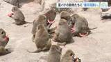 「「暑中お見舞い、申し上げます。スイカです」　夏バテ気味のアヌビスヒヒに大好物のプレゼント　広島」の画像1